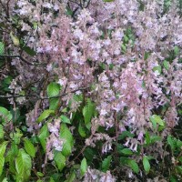 Strobilanthes pulcherrima T.Anderson